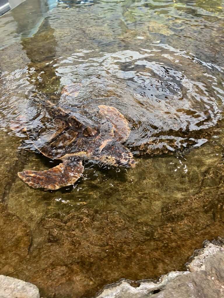 アフターエクスカーション：奄美における海洋生物の観察